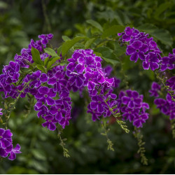 Duranta erecta "Sweet Memories'" 