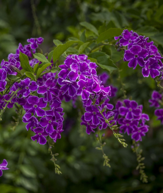Duranta erecta "Sweet Memories'" 