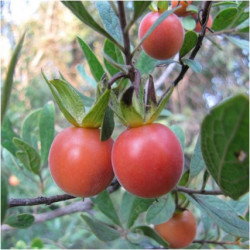 Diospyros lycioides