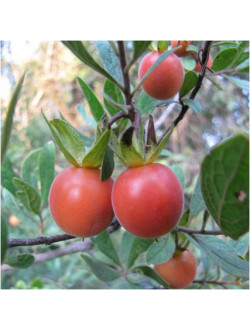 Diospyros lycioides