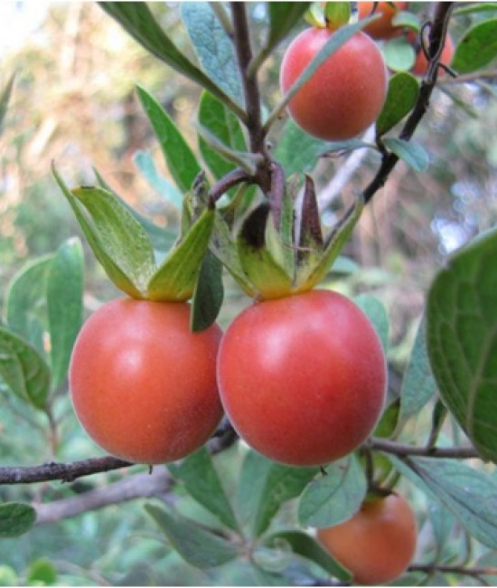 Diospyros lycioides