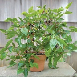Mulberry ‘Issai’ (Morus alba)-