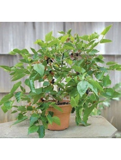 Mulberry ‘Issai’ (Morus alba)-