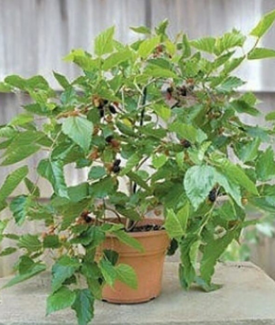 Mulberry ‘Issai’ (Morus alba)-