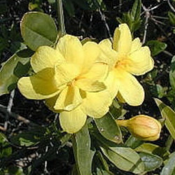 Jasminum mesnyi Primrose