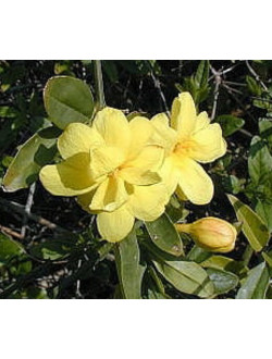 Jasminum mesnyi Primrose