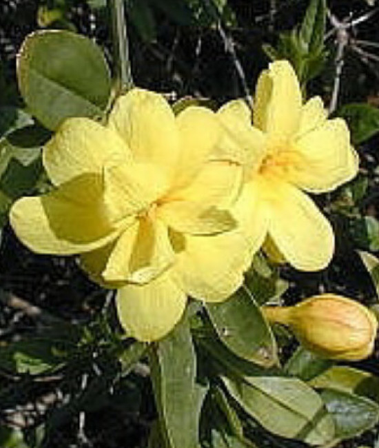 Jasminum mesnyi Primrose