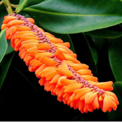 Norantea guianensis