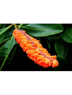 Norantea guianensis