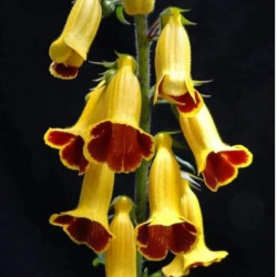 Titanotrichum Oldhamii