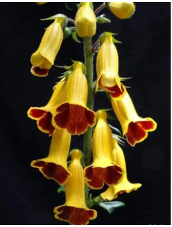 Titanotrichum Oldhamii