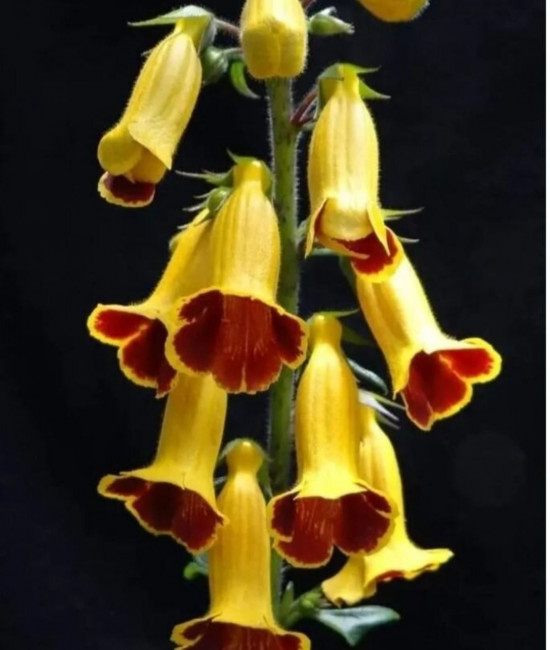 Titanotrichum Oldhamii