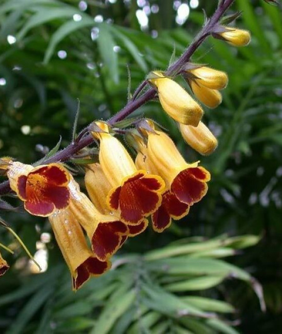 Titanotrichum Oldhamii