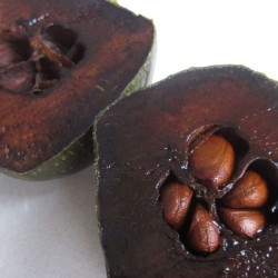 Diospyros digyna