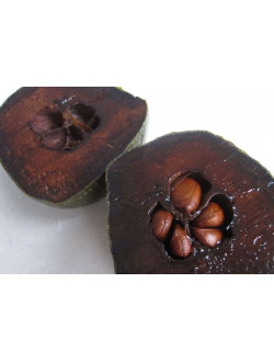 Diospyros digyna