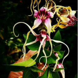 Strophanthus sarmentosus