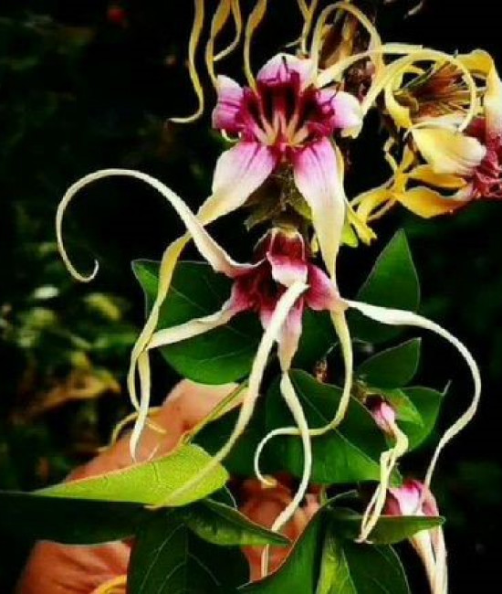 Strophanthus sarmentosus