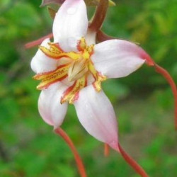 Strophanthus petersianus