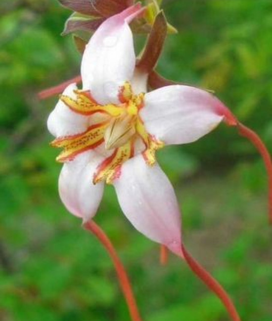  Strophanthus petersianus