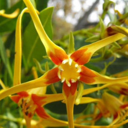  Strophanthus caudatus