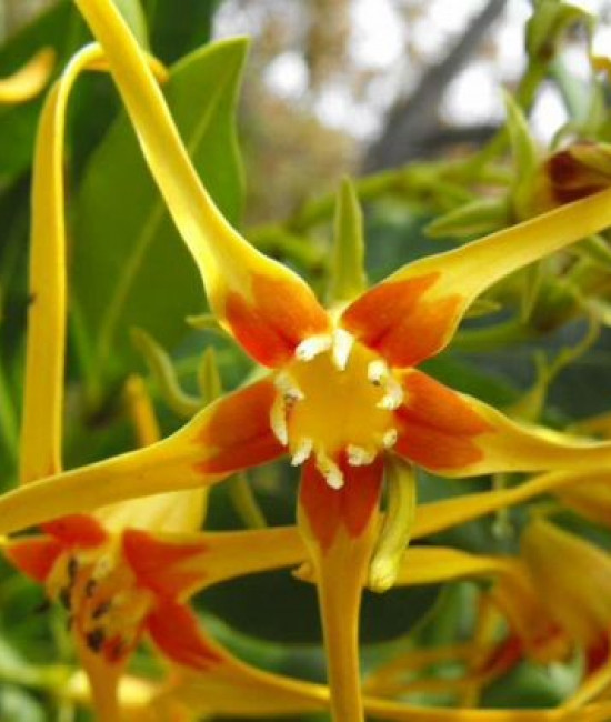 Strophanthus caudatus