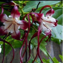  strophanthus speciosus