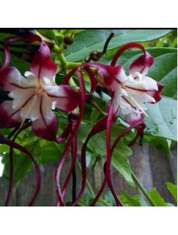  strophanthus speciosus