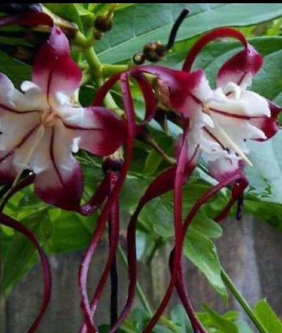  strophanthus speciosus