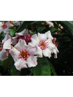 Строфантус gratus