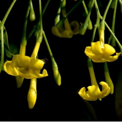 JASMINUM subhumile