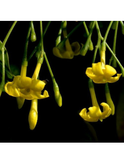 JASMINUM subhumile