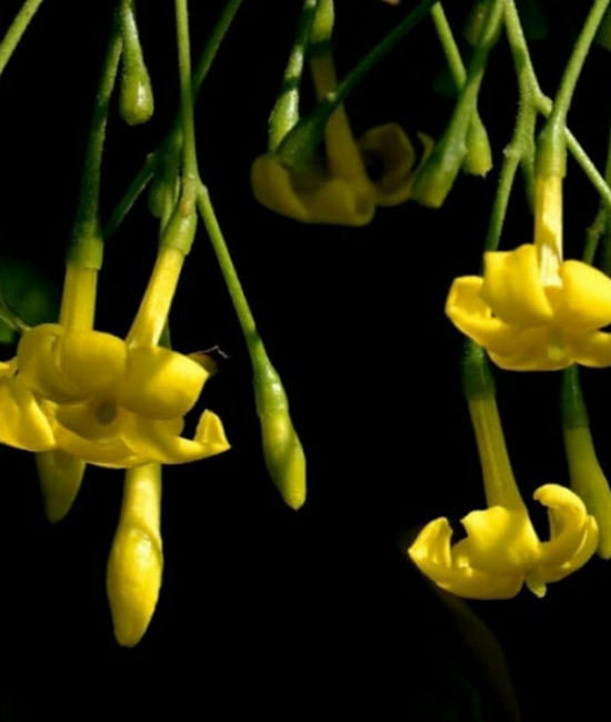 JASMINUM subhumile
