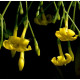 JASMINUM subhumile