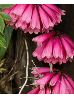 Tecomanthe dendrophila