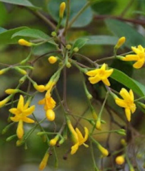 JASMINUM subhumile