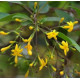 JASMINUM subhumile