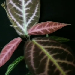 Bignonia Argyreoviolascens