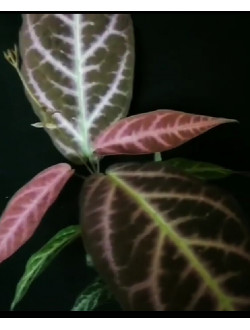 Bignonia Argyreoviolascens