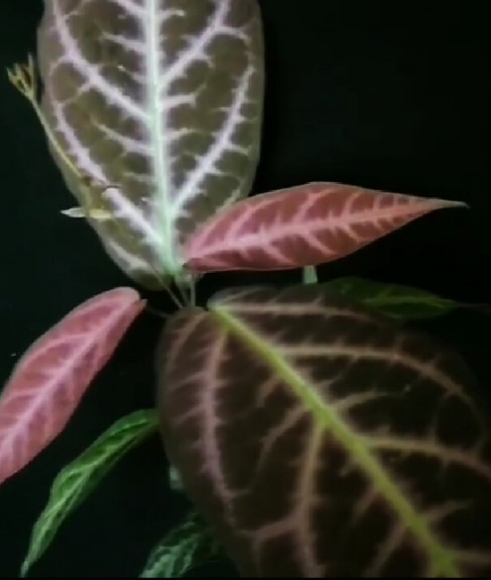 Bignonia Argyreoviolascens
