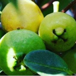 PSIDIUM cattleianum Lucidum