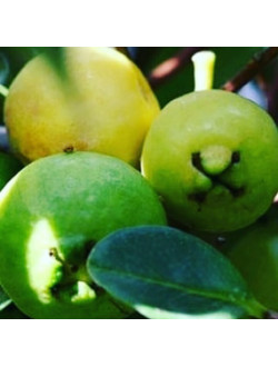 PSIDIUM cattleianum Lucidum