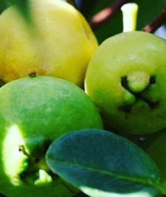PSIDIUM cattleianum Lucidum