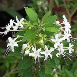 Clerodendrum aculeatum