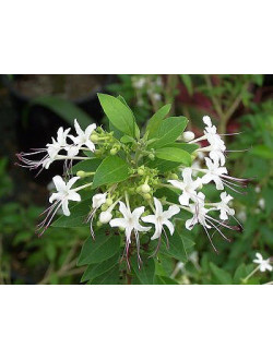 Clerodendrum aculeatum
