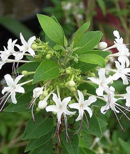 Clerodendrum aculeatum
