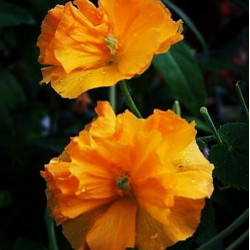 Abutilon grandifolium  