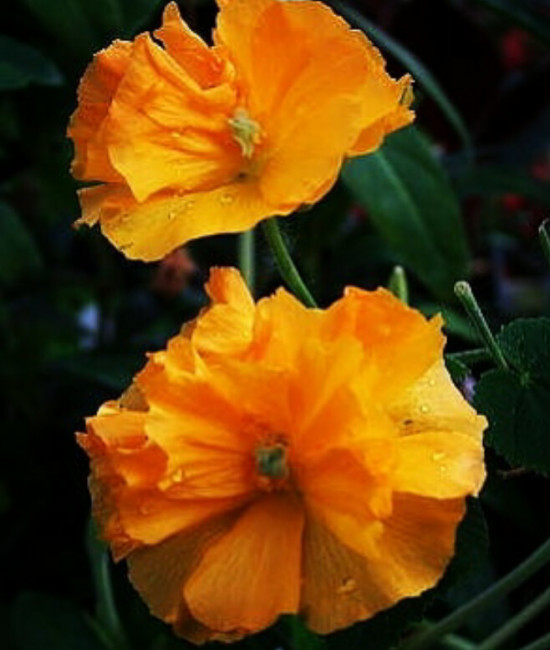 Abutilon grandifolium  