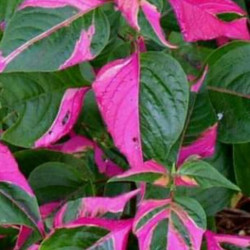 Alternanthera amoena
