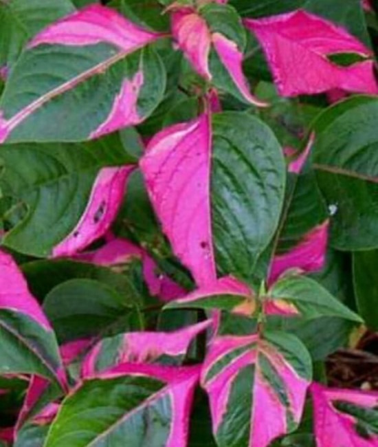 Alternanthera amoena
