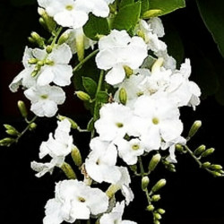 Duranta erecta Alba